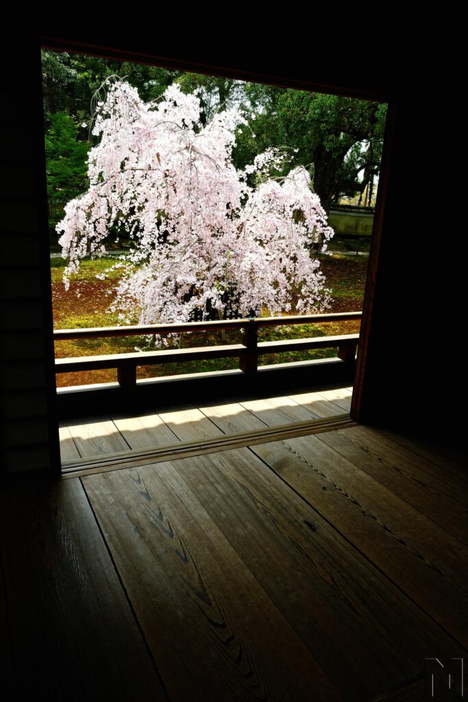 Eine Kirschblüte in Japan